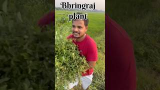 bhringrajbhringraj Oilmyfirsttimeinmylifevlog food vlog vlog teluguvlogs [upl. by Kcirdlek606]