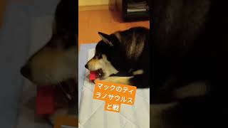 柴犬 黒柴いぬのいる生活 可愛い マックおもちゃ [upl. by Vedetta880]