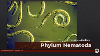 BIO11605NEMATODA Roundworms nematodes [upl. by Hadden408]