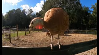 Talking Turkey explorer florida deland volusiacounty pets birds farm [upl. by Ojybbob579]