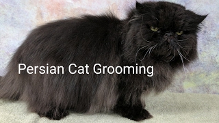 Persian Cat Grooming [upl. by Ayat]