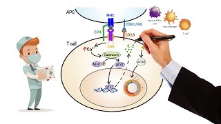 Pharmacology  IMMUNOSUPPRESSANTS MADE EASY [upl. by Karab]