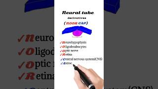 neural tube derivatives mnemonic [upl. by Grochow]