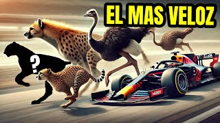 ¡INCREÍBLE Animales de ÁFRICA  Más RÁPIDOS Del MUNDO [upl. by Drucie]