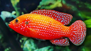 Top 10 Colorful Freshwater Aquarium Fish [upl. by Nuj]