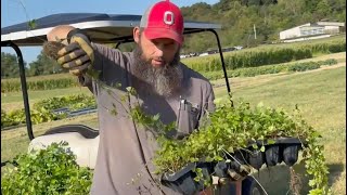 Hop yard revitalization at South Centers at Piketon [upl. by Kata]