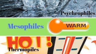 Thermophiles Mesophiles Psychrophiles  How to Study Microbiology [upl. by Sotos239]