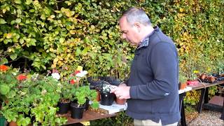 Saving and storing tender geraniums Pelargoniums over winter [upl. by Aninep]