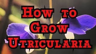 How to Grow Utricularia The must have Carnivorous plants that blooms like an orchid [upl. by Julieta]