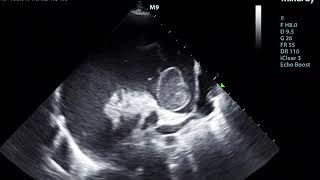 Small Animal Ultrasound  Cardiac [upl. by Nwahsid3]