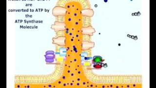 atpsynthesischemiosmotic Phosphorylation [upl. by Assile749]