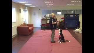 Dog Dancing Dorset G Mark  Treat [upl. by Cavuoto767]