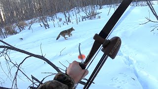 Hunting Coyotes with a Long Bow [upl. by Haig]