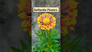 Gaillardia flowers in mini pots [upl. by Craner]