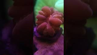 Red cynarina marineaquarium aquarium shortvideo shorts coral coralreeftank reels fyp [upl. by Gnav]