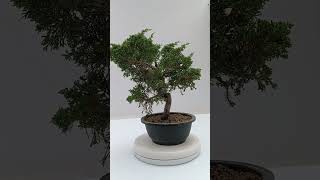 Juniperus itoigawa 17 anos número 45142 [upl. by Ehtiaf]