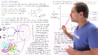 23 BPG and Hemoglobin [upl. by Edda]