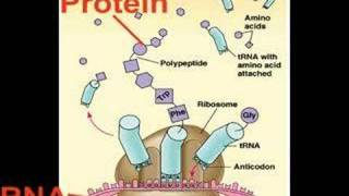 How Evolution Works Part 3 DNA [upl. by Aserehc]