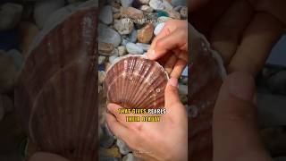 Pearl Oyster prized gems in the world [upl. by Jarrow]