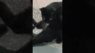 Clenched her body black catcute cat catmeowing [upl. by Sirrep]