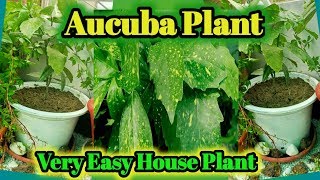 How to grow Aucuba plant  Aucuba japonica plant  Easy indoor house shrub plant  Urdu Hindi [upl. by Jallier]