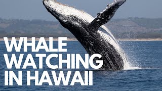 Whale Watching In Hawaii Maui  Actual Footage [upl. by Noelopan]