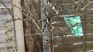 How To Prune Gooseberries Winter Pruning Gooseberry Plants Get Gardening [upl. by Boyes232]