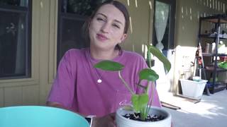 Repotting Juvenile Monstera Deliciosa [upl. by Marget]