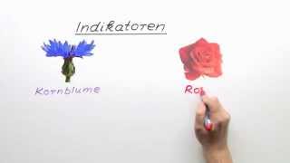 Indikatoren Säuren und Basen  Chemie  Allgemeine und anorganische Chemie [upl. by Akirdnas]