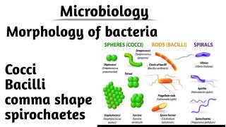 Microbiology 1 Morphology of bacteria  Morphological classification of bacteria [upl. by Trumaine]