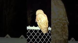 Amazing closeup of a Barred Owl Remix from creg82 Over the yrs never got this clear close px [upl. by Nekciv]