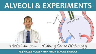 Alveoli and Gas Exchange Investigations  GCSE Biology 91 [upl. by Nanyk310]