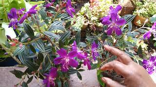 Tibouchina UrvilleanaGlory BushBegum Bahar Plant amp its care [upl. by Nylodnew576]