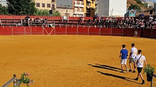 TOROS BRAVOS LLEGAN A LA PLAZA  ENCIERRO PERALES DE TAJUÑA AGOSTO 2024 [upl. by Bihas]