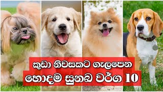 Top 10 Small dog breed  කුඩා නිවසකට ගැලපෙන හොදම සුනඛ වර්ග 10 [upl. by Higginson]