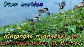 MESANGE NONNETTE vols en SLOW MOTION [upl. by Sarita]