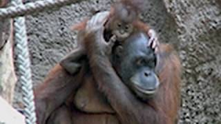 Orang Utan Baby  Zoo Leipzig im Pongoland  Apes  Monkeys [upl. by Oigolue]