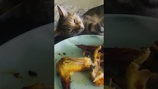 Cat steals food then [upl. by Enyawal]