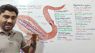 Phylum Annelida  Annelus  first true coelomates earthworms biologywithmuhammadsajid [upl. by Nahpos85]