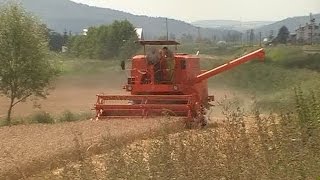 Pszenica w obiektywie czyli żniwa 2013 [upl. by Arries]