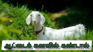 ஆட்டைக் கனவில் கண்டால்  attai kanavil kandal enna palan  goat in dream Anitas clips [upl. by Dlaner]