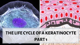 LIFE CYCLE OF A KERATINOCYTE PART 1 II Desmosomes hemidesmosomes cytokeratins [upl. by Eisiam]