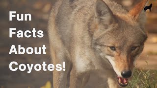 22 Fun and Amazing Facts About Coyotes [upl. by Sualkcin]