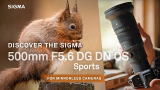 NEW Sigma 500mm F56 DG DN OS  Sports What a lens [upl. by Yroger]