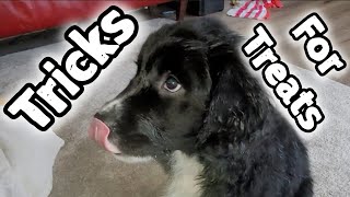 Wiggy the springador puppy learns some tricks [upl. by Valentia]