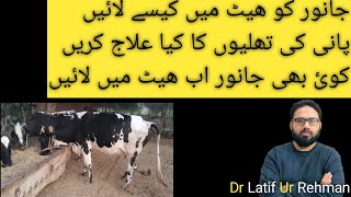 cow bafflo or goat ko heat ma lane ka Formula cow goat bafflo dr Latif Ur Rehman [upl. by Nelluc]