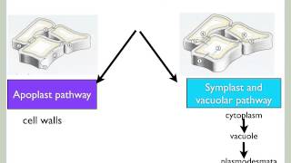 Symplast Apoplast And Vacuolar Pathway  Transportation In Roots  Class 11 [upl. by Blunk230]