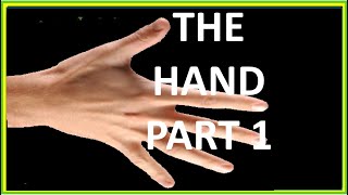 THE HAND PART 1 [upl. by Yemiaj]