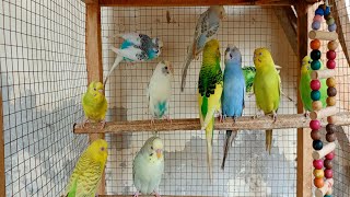 Singing of Parakeet Budgie Birds 12 Hr  Listen to Nature Bird Songs Meditation to Reduce Stress [upl. by Starlene98]