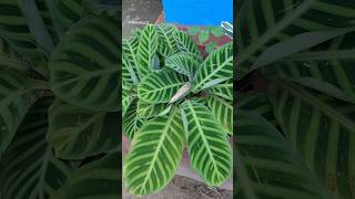 Calathea Zebrina plant  indoor plants youtubeshorts shorts [upl. by Tjaden]